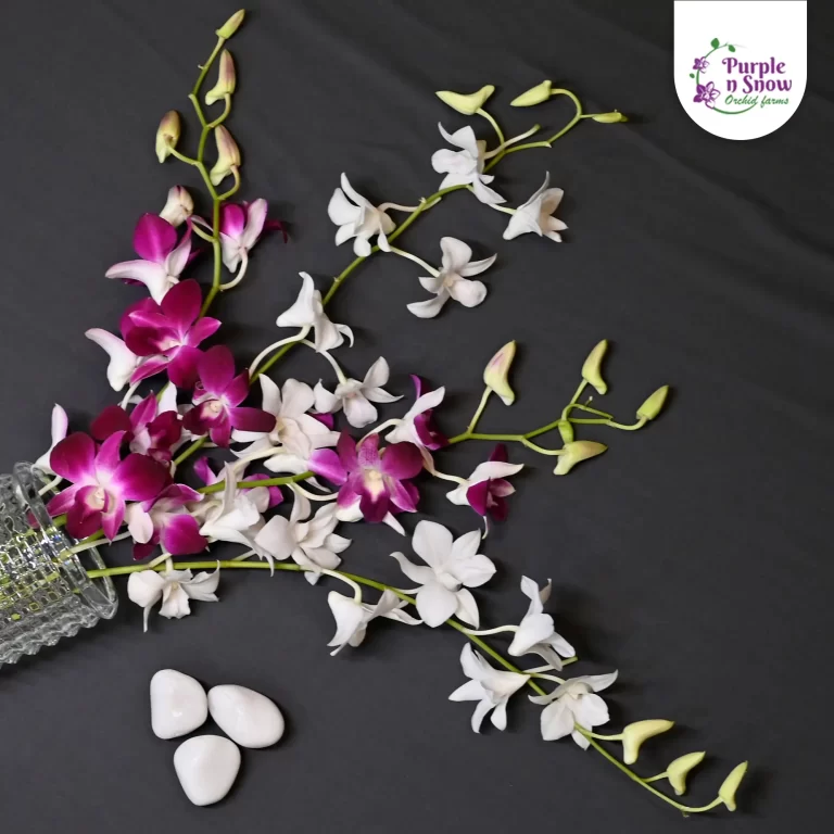 7 Reasons Ordering Orchids Online is the Smartest Choice for Any Occasion