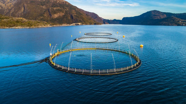 Norway Aquaculture Market Size, Industry Share, Growth, Competitive Landscape and Forecast Report 2025-2033