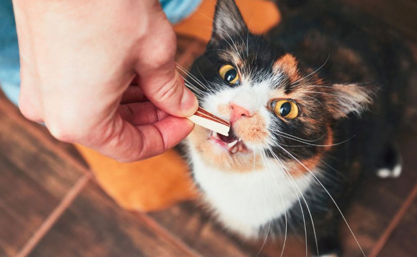 Cat Health Getting Worse? Try Spaying Now