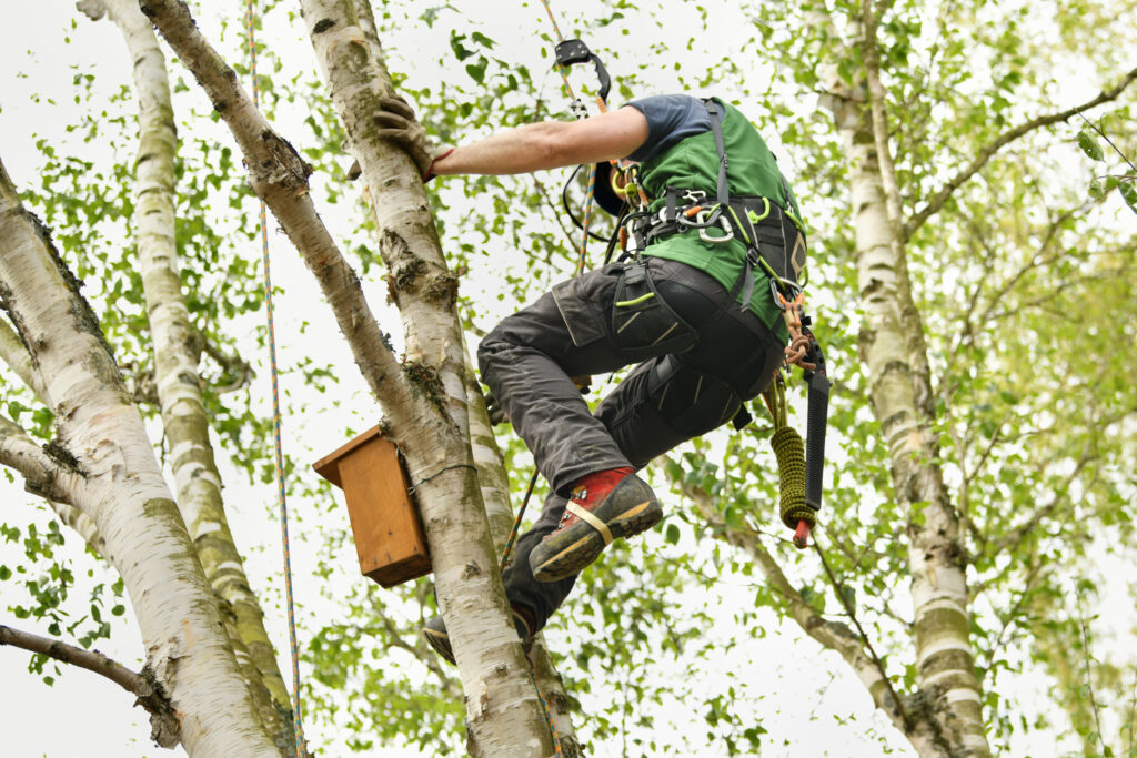 Expert Tree Surgery Services: Protecting Your Trees and Landscape