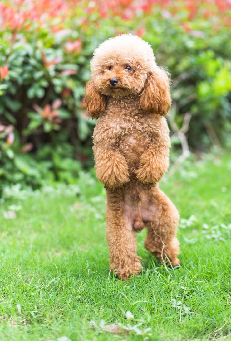 Affordable Toy Poodle Puppy in Dubai – Reserve Now