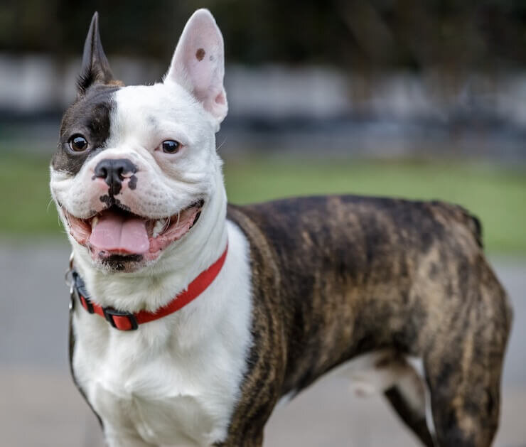 How to Find a Trusted Dog Trainer in Brooklyn New York Area