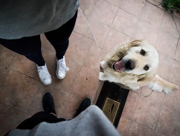 How Pet Sitting Services Fit Perfectly into Busy Lifestyles?