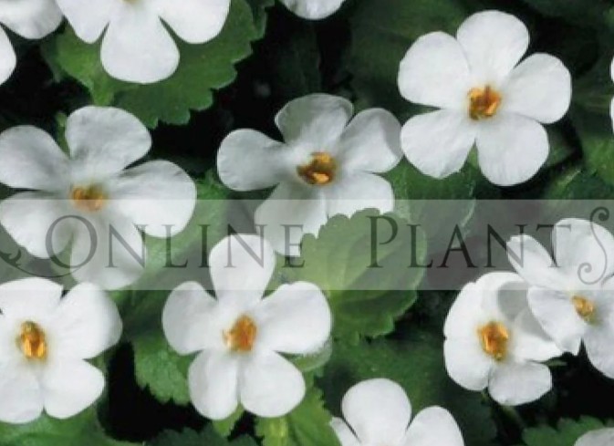 How to Build a Lush and Inviting Shade Garden in Australia