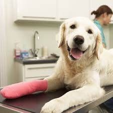 Advanced Care for Mobility: Orthopedic Surgeries for Pets in Newhall