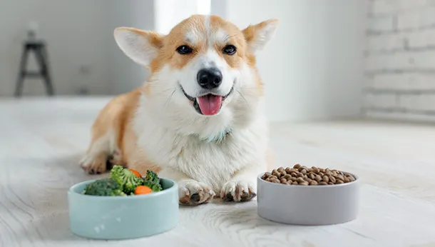 Best Pet Food in Riverview - Top Picks for Dogs and Cats