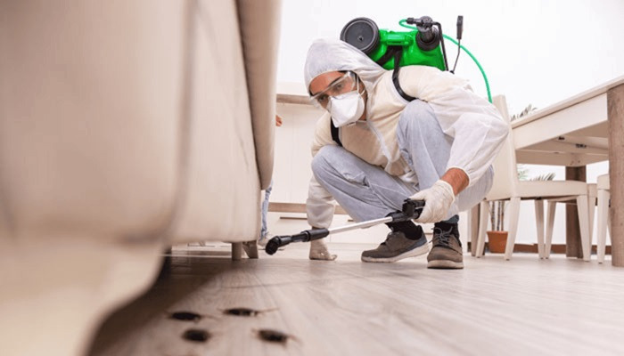 How to Choose the Right Pest Control Service for Your Needs