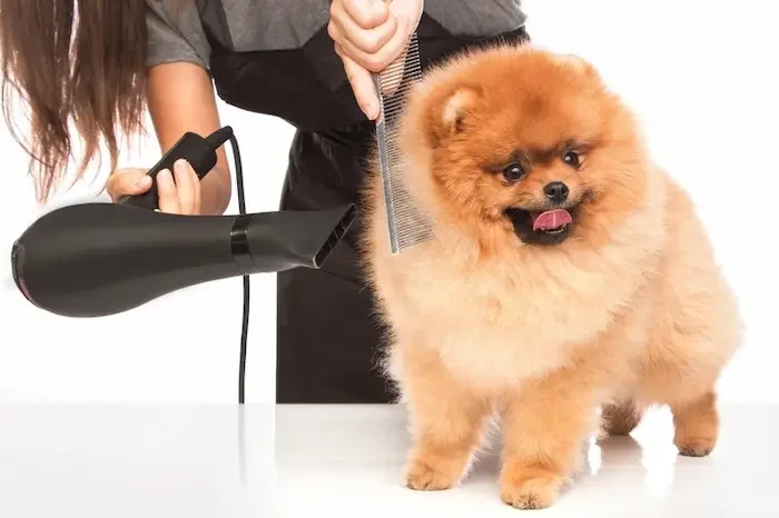 Dog Grooming Abu Dhabi: What I Learned as a Pet Owner