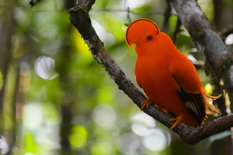 What Makes Kruger National Park One of Africa's Best Birding Destinations?