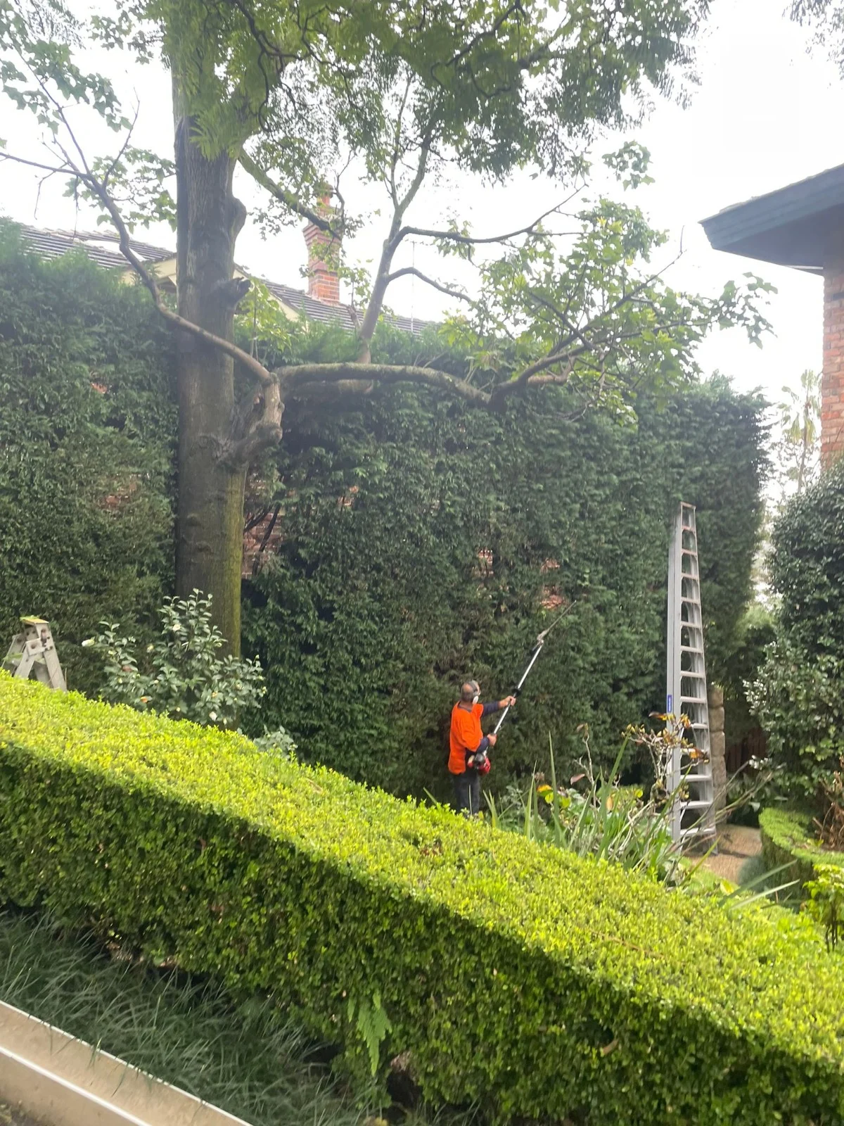 Tree Pruning in Fairfield East