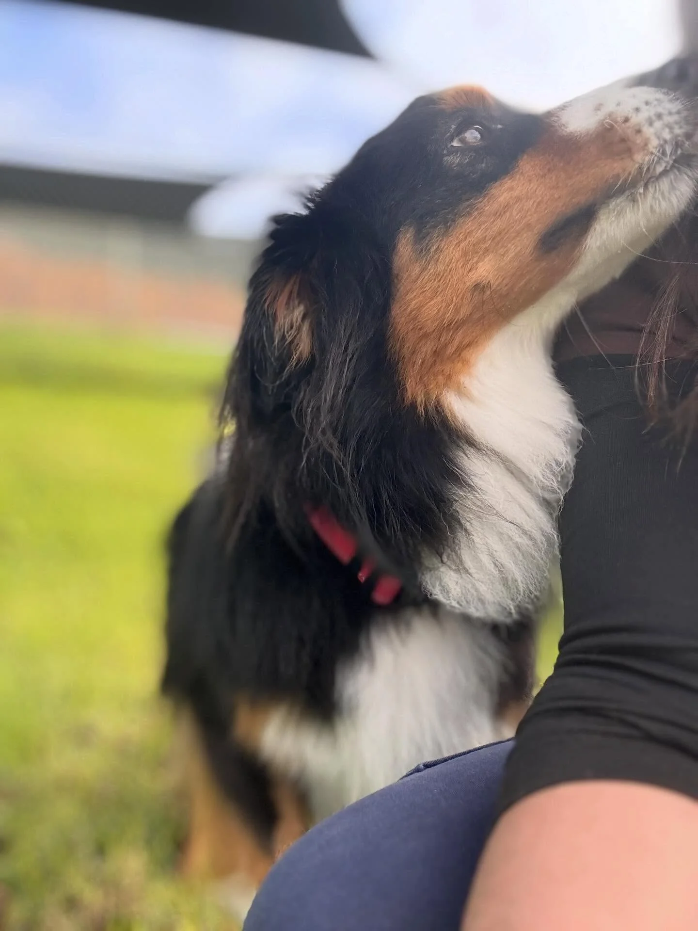 Pet Boarding Melbourne – Trusted Care for Happy Pets