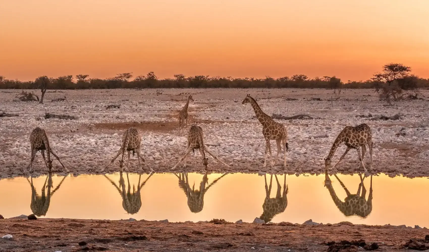 Melhor Safari África com Guia em Português