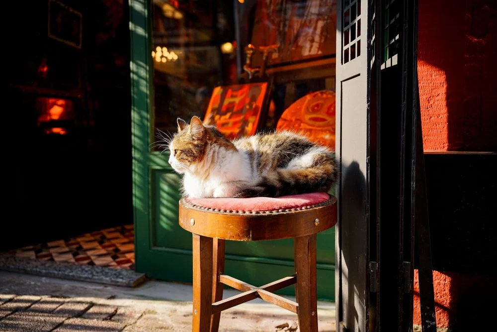 Why Pet Store Franchises Are Growing in the Booming Pet Industry