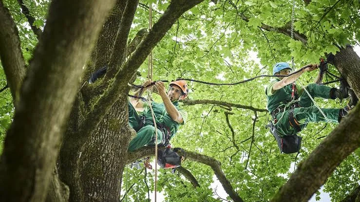 How to Keep Your Trees Healthy with Proper Tree Maintenance?