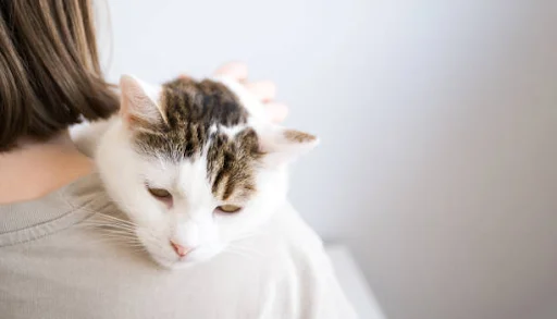 How Professional Home Pet Sitting Reduces Pet Anxiety and Stress