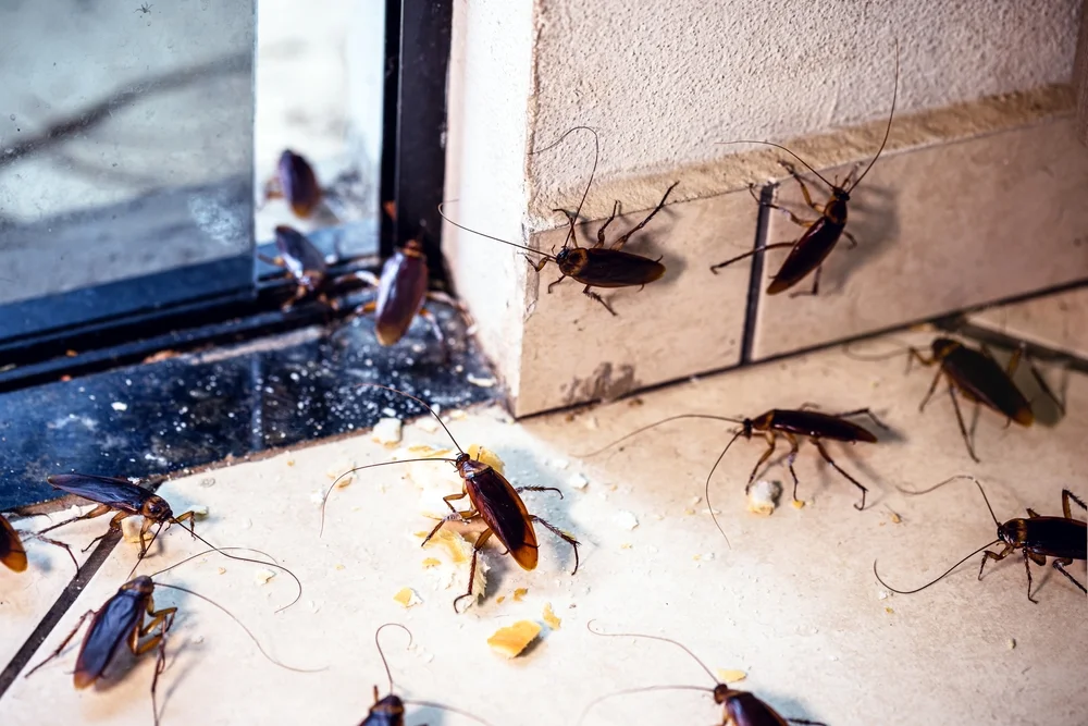 Why USA Homes Need Professional Cockroach Extermination