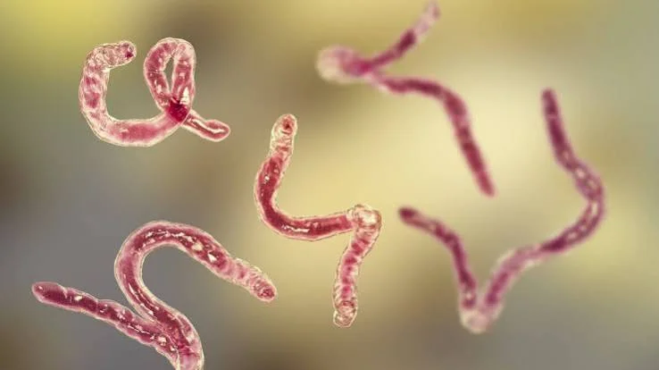 Parasite vs Bacteria: Know the Difference Between