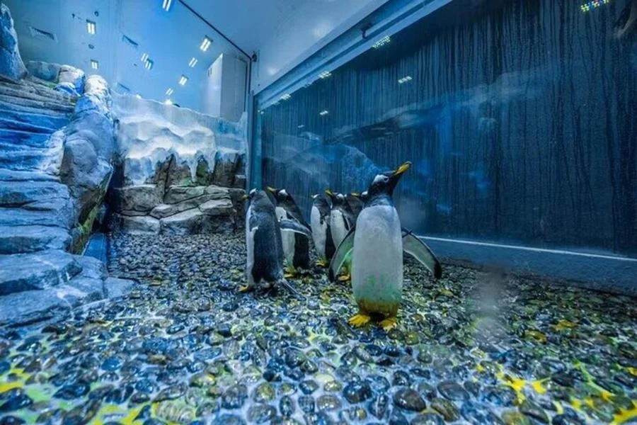 How Much Time Do You Need at Penguin Cove Dubai?