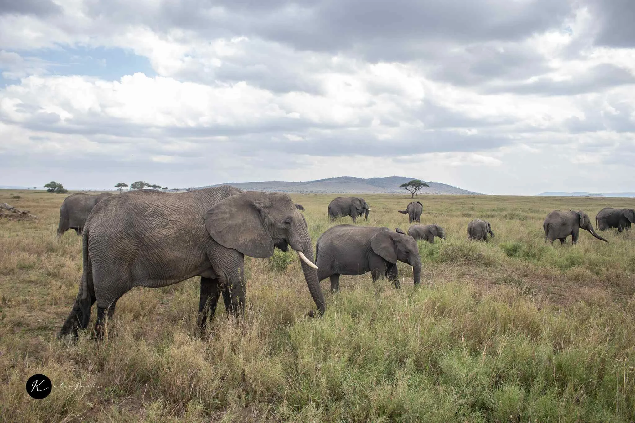 Best Safari Tours by Travel Style: Luxury, Budget, Adventure, and Family Options