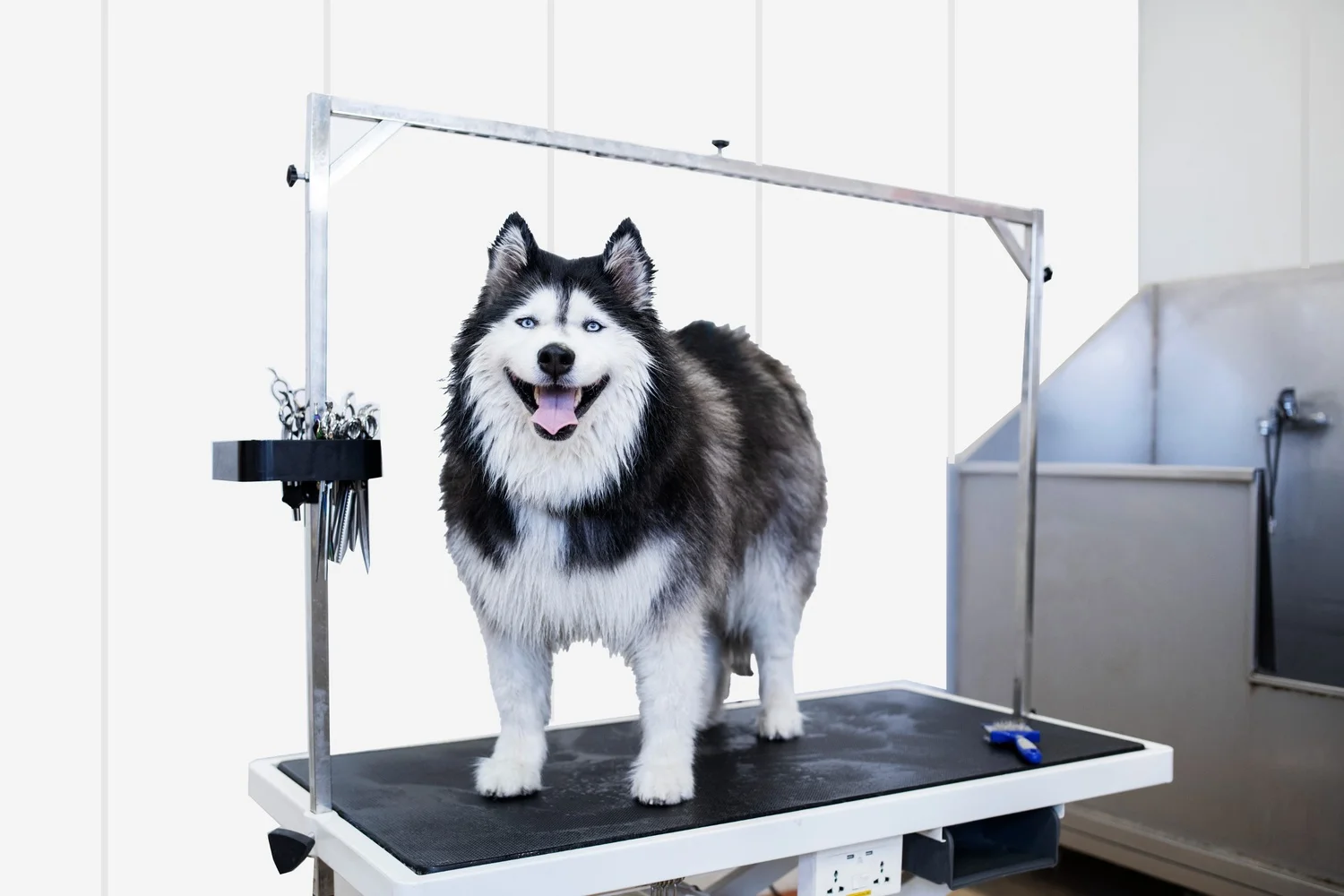 What Is the Best Material for Dog Kennel Walls? Durability, Hygiene & Cost Compared