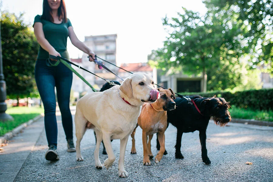 What Services Should a Professional Dog Walker Actually Provide?
