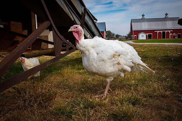 Is Pasture-Raised the Same as Free-Range?