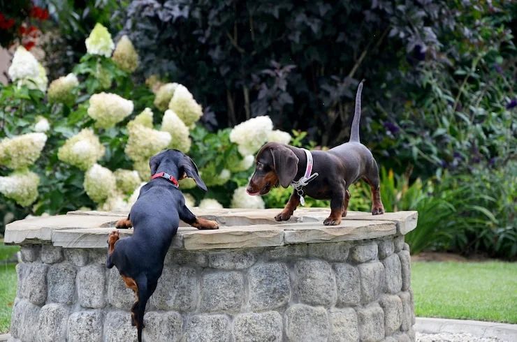 Finding the Right Dachshund Puppy for Your Family in the USA