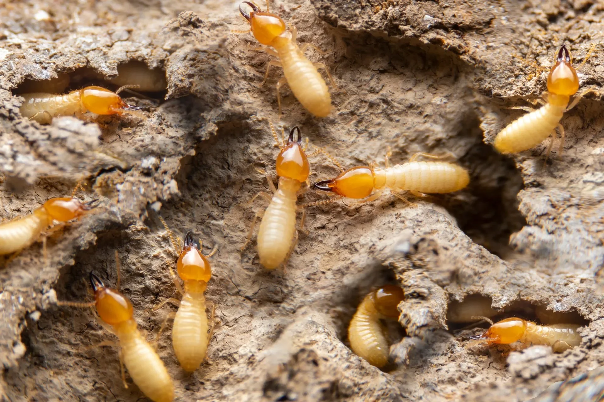 Termite Control in Fort Worth: Warning Signs Every Homeowner Should Know