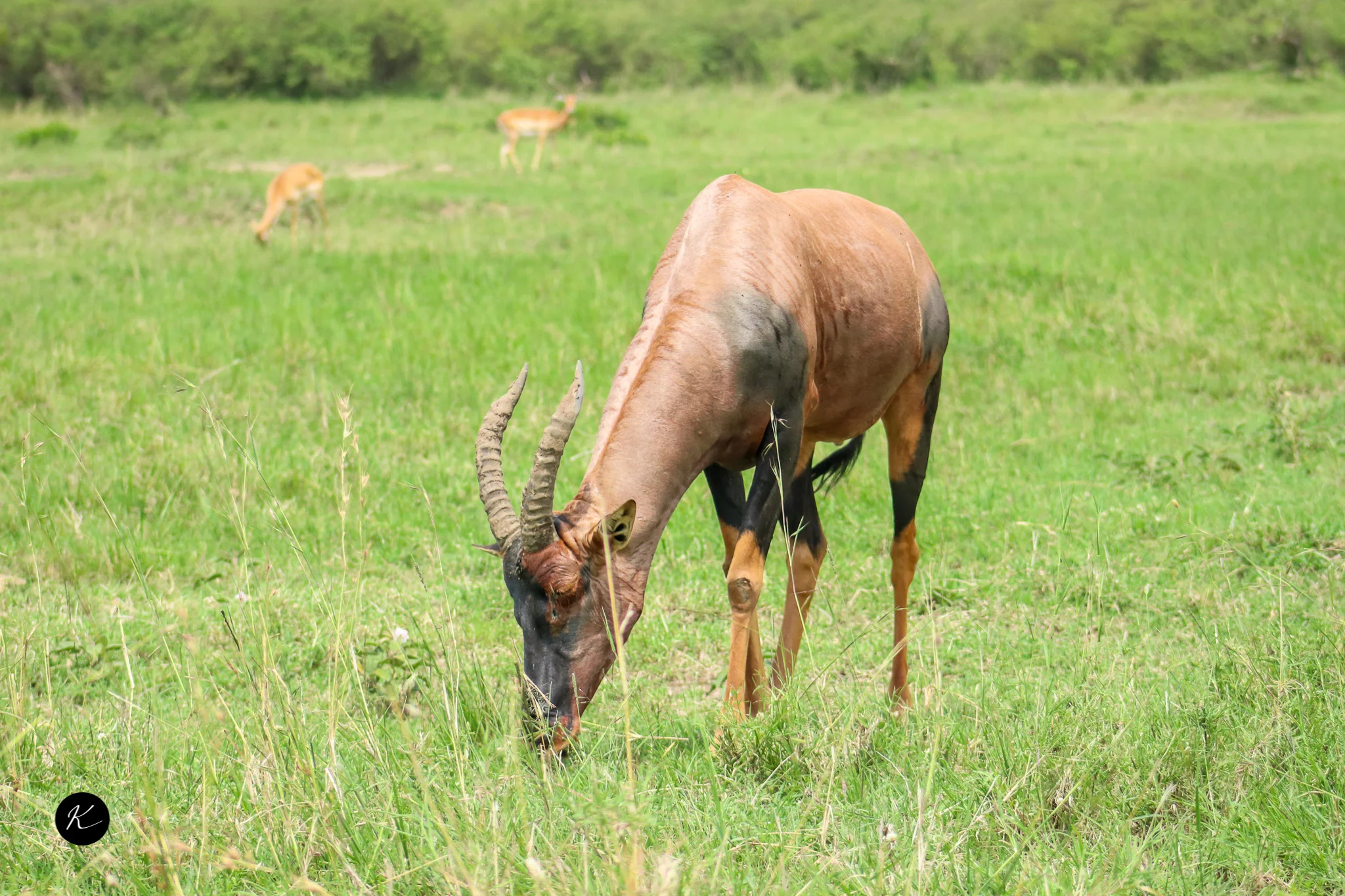 Beach and Bush: Combining a Kenya Safari with a Coastal Getaway