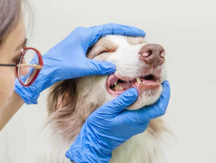 Trusted Pet Dentistry in Richmond for Better Oral Health