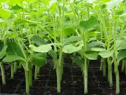 Revivalrootsnursery